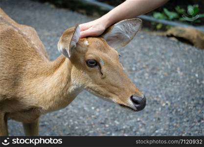 Handle deer head in open zoo in thailand.