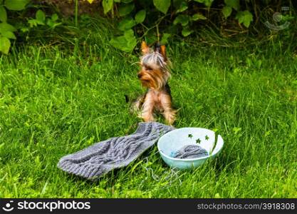 handmade woolen scarf, ball of woolen yarn and yorkshire terrier on grass background