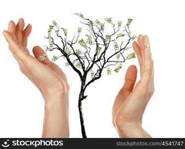 Hands and money tree - a symbol of investment in the future