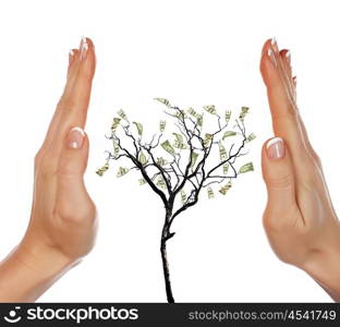 Hands and money tree - a symbol of investment in the future