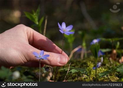 Hands are gathering hepatica or liverleaf, close up picture in spring