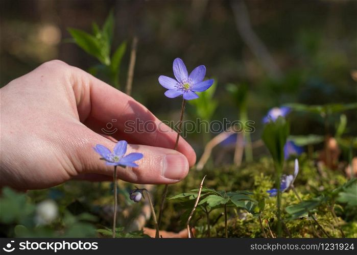 Hands are gathering hepatica or liverleaf, close up picture in spring