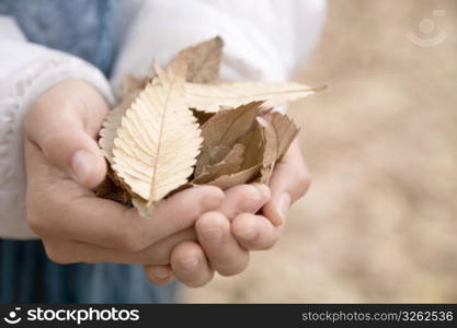 Hands having dead leaf