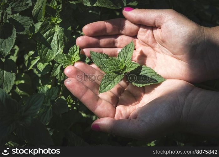 Hands hold mint leaves in garden.
