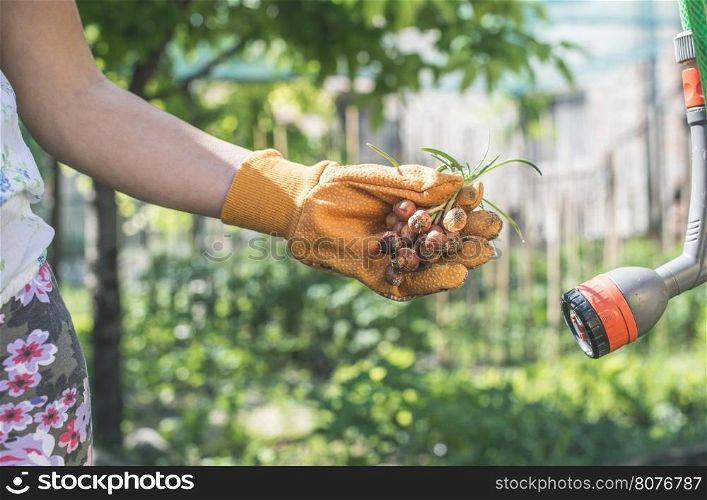 Hands hold plant bulbs in a garden. Daylight