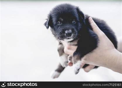 Hands holding a black puppy