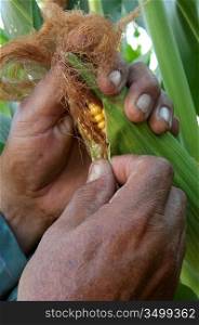 Hands Holding An Ear Of Corn