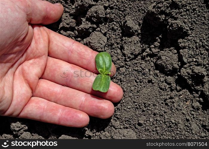 hands holding and caring a young green plant / growing tree. hands holding and caring a young green plant