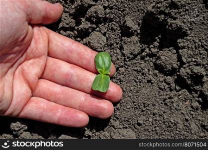 hands holding and caring a young green plant / growing tree. hands holding and caring a young green plant