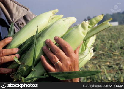 Hands Holding Ears of Corn in Field