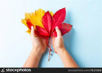 Hands holding fall leaves on blue flat lay autumn background, fall season concept. Fall leaves autumn background