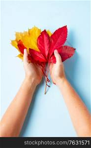 Hands holding fall leaves on blue flat lay autumn background, fall season concept. Fall leaves autumn background