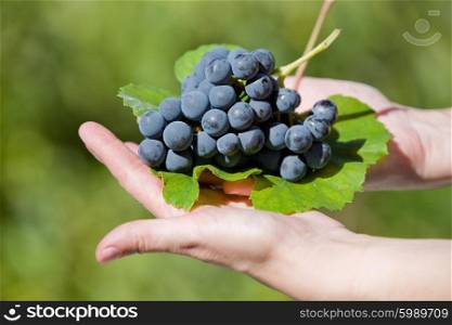 hands holding fresh bunch of grapes in the vineyard