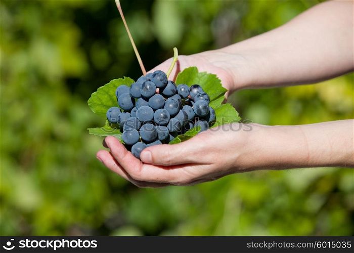 hands holding fresh bunch of grapes in the vineyard