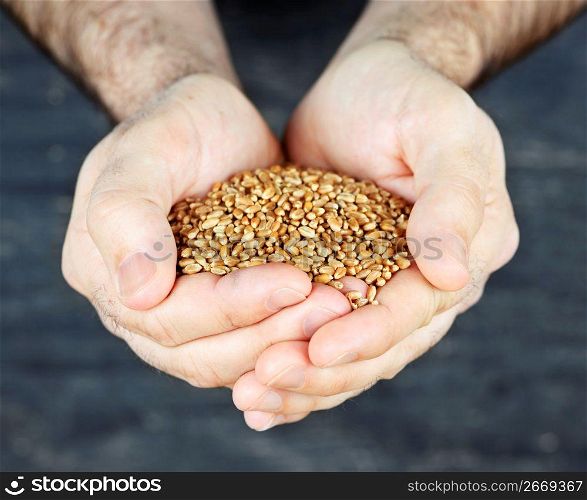 Hands holding grain