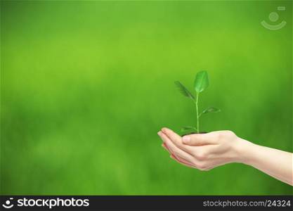hands holding green plant