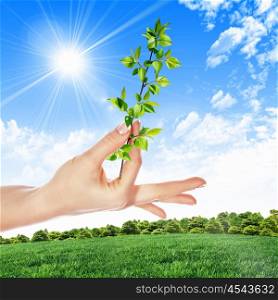 Hands holding green sprouts and sunny sky