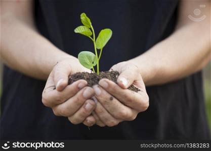 Hands holding little green plant seedleng