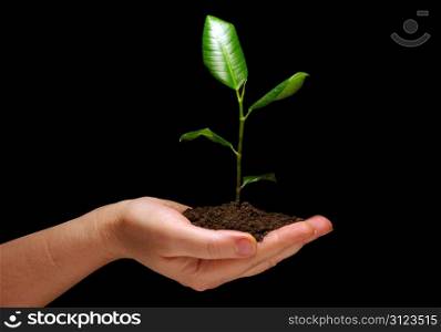 Hands holding plant in soil on black