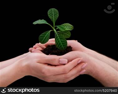 hands holding plant on black