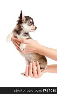 Hands holding puppy.little puppy sitting on the palm. chihuahua dog isolated on white background