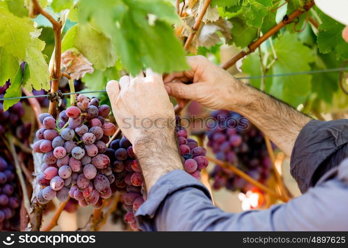 Hands holding red grapes in the vineyard. Hands holding red ripe grapes in the vineyard