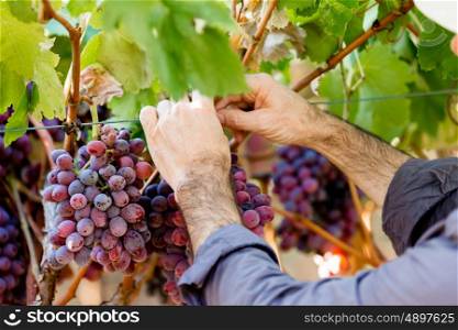 Hands holding red grapes in the vineyard. Hands holding red ripe grapes in the vineyard