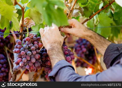 Hands holding red grapes in the vineyard. Hands holding red ripe grapes in the vineyard