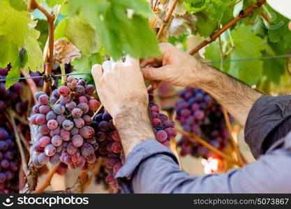 Hands holding red grapes in the vineyard. Hands holding red ripe grapes in the vineyard