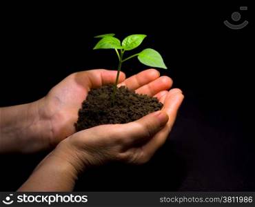Hands holding sapling in soil