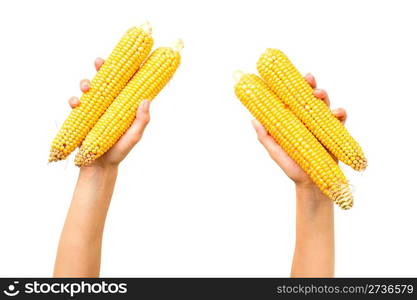 Hands holding yellow corns isolated on white background