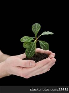 hands holding young plant. Ecology concept