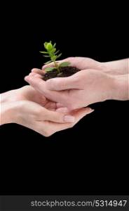 hands holding young plant. Ecology concept