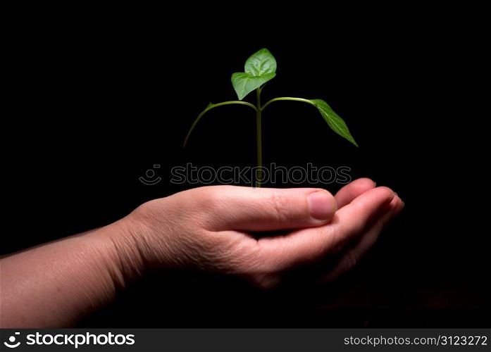 Hands holdings a little green plant on a black background