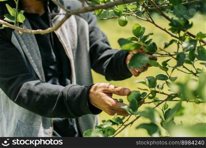 Hands of a man picking green lemons in a gardener, Person harvesting unripe lemons at a natural gardener. Concept of person picking lemons in the field