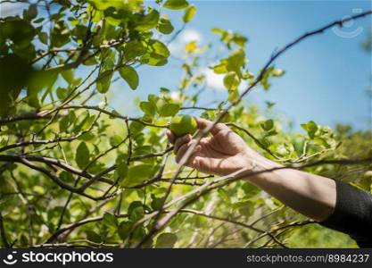 Hands of a person picking green lemons in a gardener, Person harvesting unripe lemons at a natural gardener. Concept of person picking lemons in the field