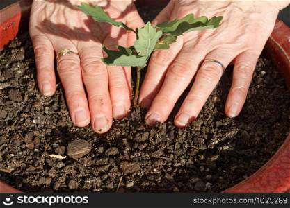 Hands of a woman planting an oak in soil in a flowerpot