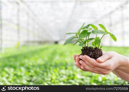 Hands of female botanist holding seedling in plant nursery
