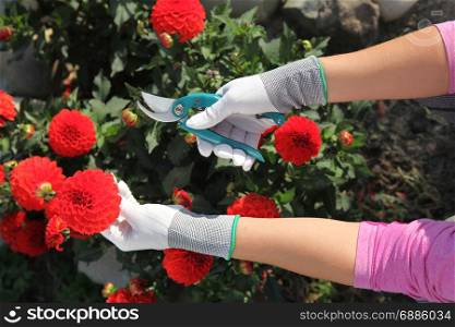 hands of gardener cutting red peonies by garden scissors
