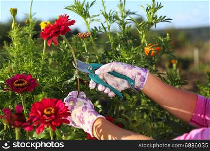 hands of gardener cutting red zinnias by garden scissors
