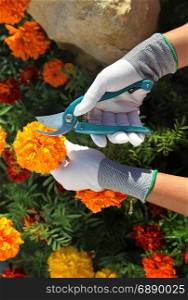 hands of gardener cutting rmarigolds by garden scissors
