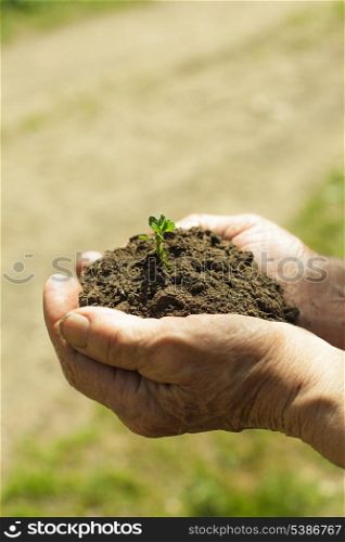 Hands of old woman with soil and plant. Symbol of life.