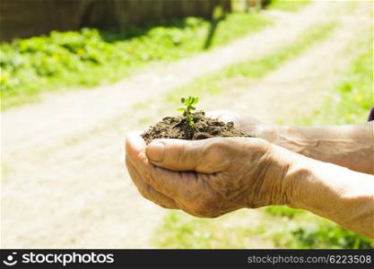 Hands of old woman with soil and plant. Symbol of life.. Hands with soil and plant