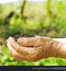 Hands of old woman with soil and plant. Symbol of life.. Hands with soil and plant