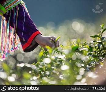 Hands of someone picking tea leaf in the morning time.