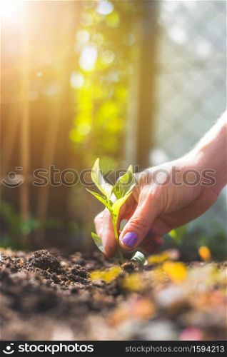 Hands planting a young fresh seedling in the ground