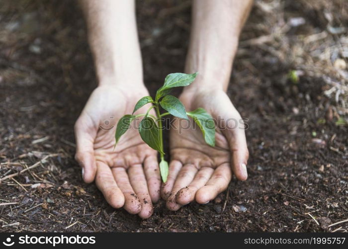 hands protecting plant