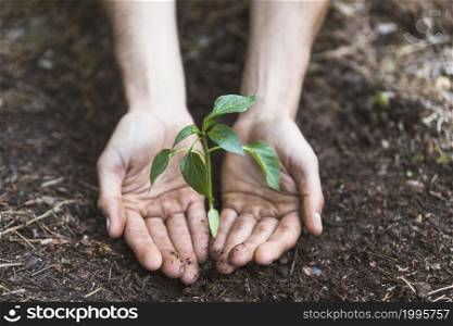 hands protecting plant
