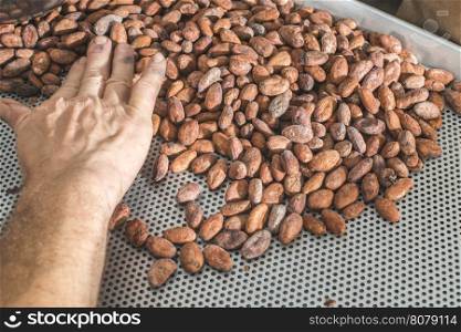 Hands select cocoa beans manually