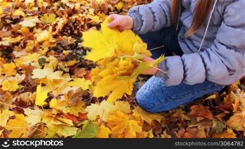 hands teen girl collect yellow leaves at autumn park, closeup